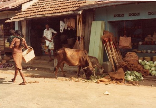 Trincomalee, Sri Lanka