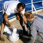 Kipparin kalansaalis