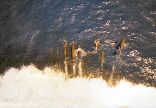 1986 ms Tellus OIPV Dolphins Mediterranean Sea