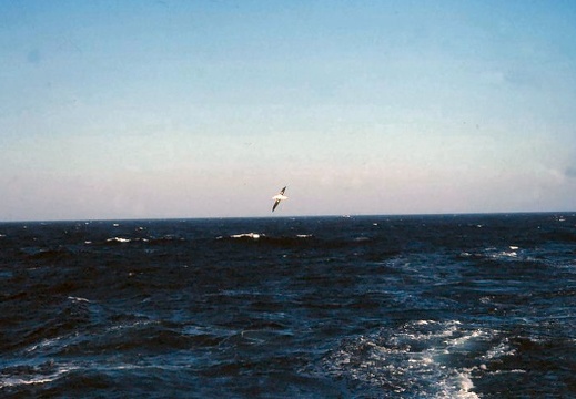 1979 oct ms Taurus OIIZ Albatrossi Cape of Good Hope
