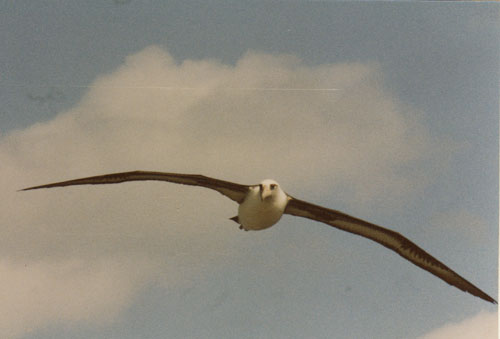 Havaijin albatrossi