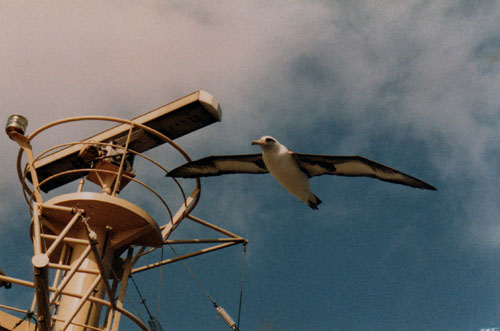 Havaijin albatrossi
